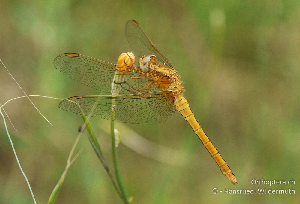 Kleiner Blaupfeil (Orthetrum coerulescens), evtl. Südlicher Blaupfeil (O. brunneum), junges ♀. - GR, Zentralmakedonien, Dorjan-See, 09.07.2013