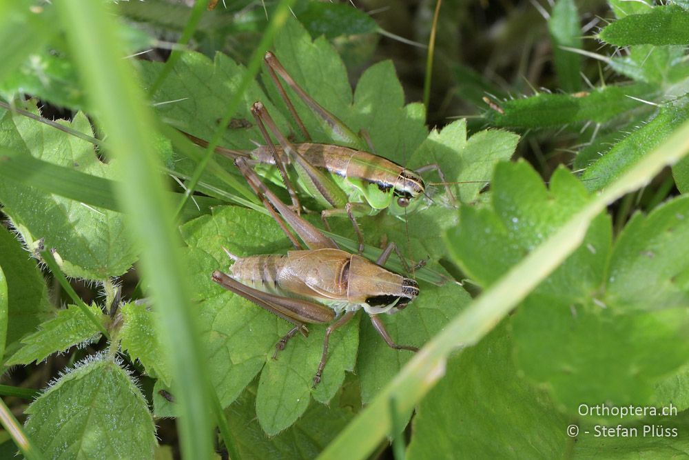 Pholidoptera frivaldszkyi ♂ und ♀ - BG, Sofia, Kopriwschtiza, 11.07.2018