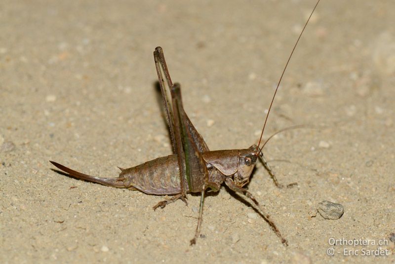 Rhacocleis annulata ♀ - FR, Gard, Pujaut, 01.09.2019