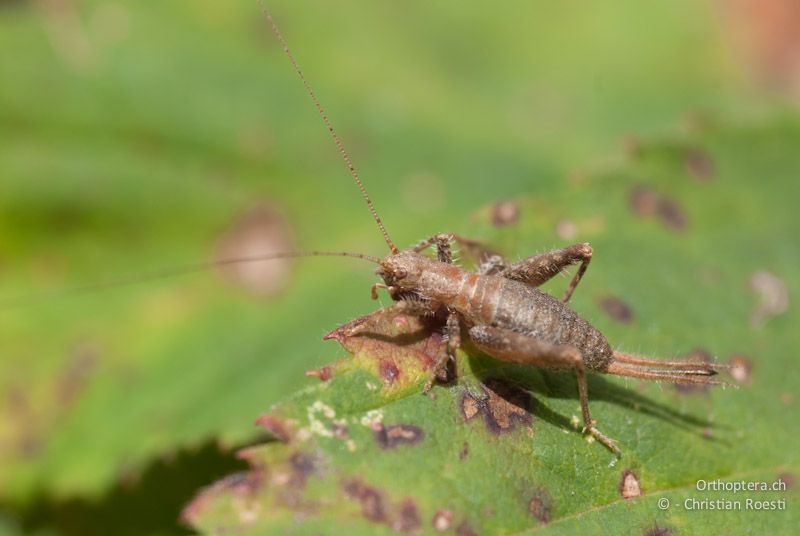 Arachnocephalus vestitus, Weibchen