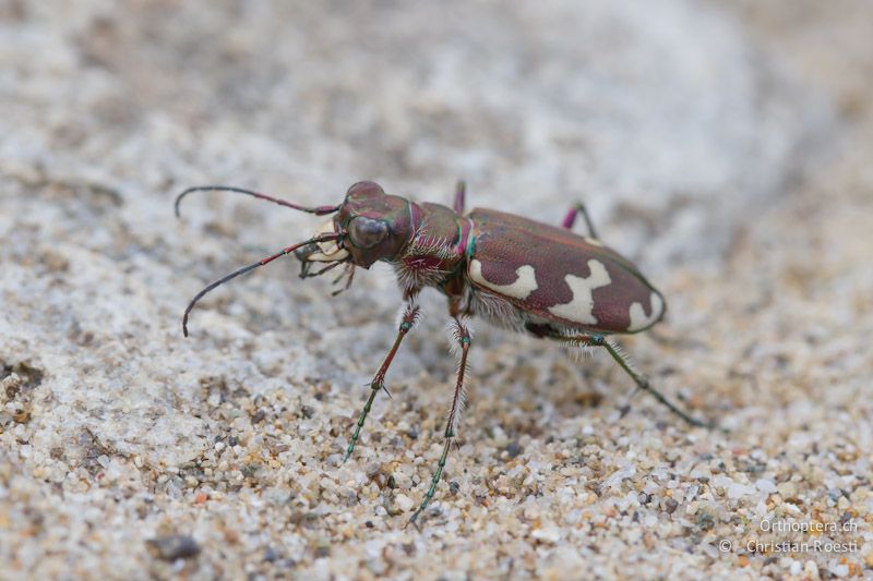 Dünen-Sandlaufkäfer (Cicindela hybrida). An der Arda bei Stojanovo (Ardino), 22.04.2012 (Vielen Dank für die Bestimmung Christoph Germann).