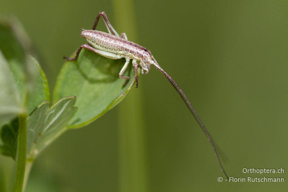 1. Larvenstadium von Ephippiger discoidalis - HR, Istrien, Učka-Gebirge, 11.06.2014