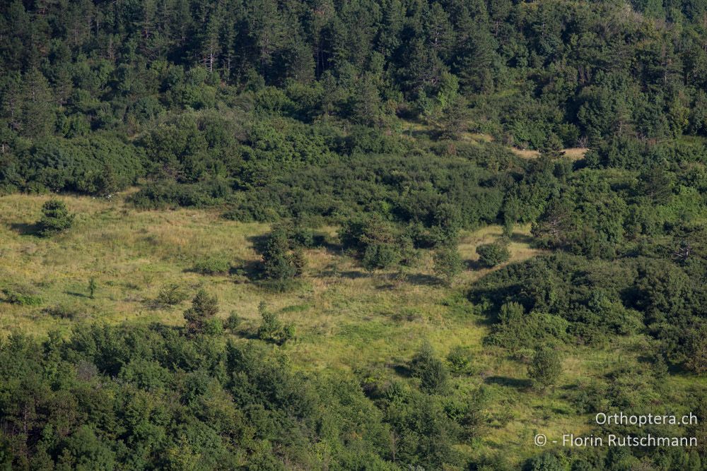 Formen und Farben in der Landschaft - HR, Istrien, Brest, 25.07.2014