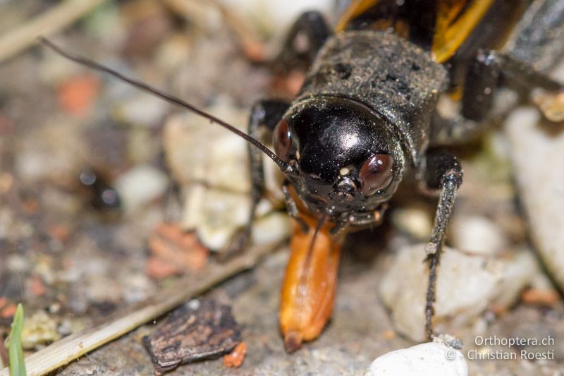 Porträt von Melanogryllus desertus ♀. Zwischen den weisslichen Augen ist keine helle Binde - IT, Friaul-Julisch Venetien, Palazzolo dello Stella, 27.05.2014