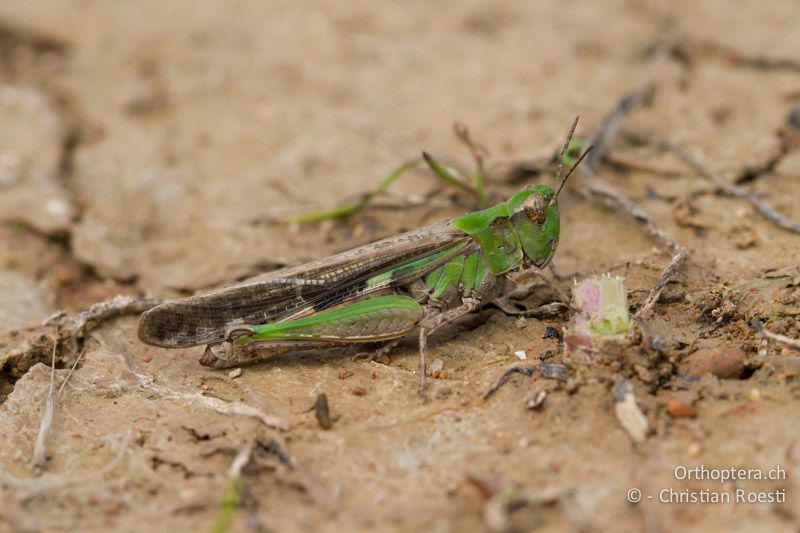 Grünes ♀ von Aiolopus puissanti - FR, Saint-Gilles, 10.07.2014