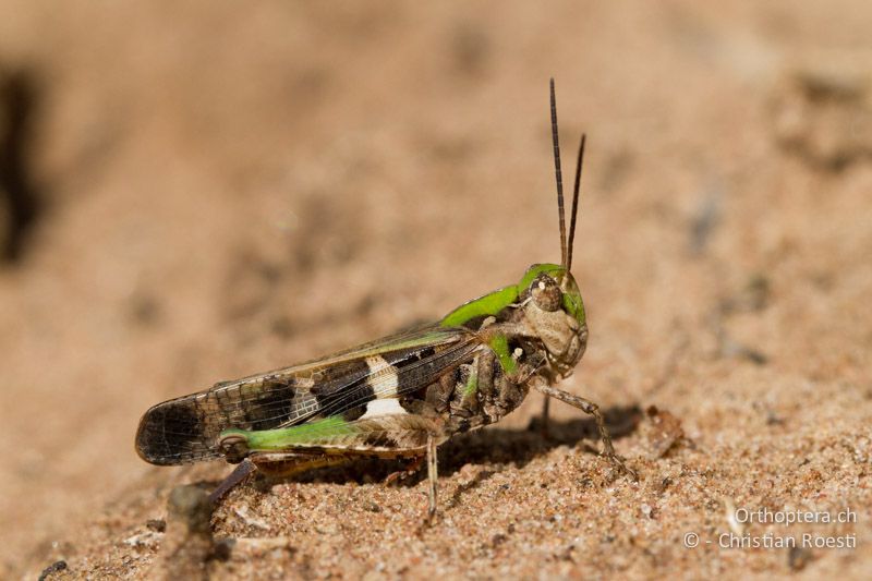 Ödlandschrecke der Gattung Oedaleus - SA, Limpopo, Mutale, Pafuri River Camp, 02.01.2015