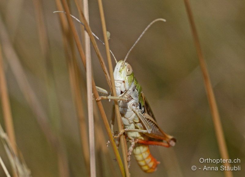 Stenobothrus nigromaculatus ♂ - HR, Istrien, Mala Učka, 20.07.2015