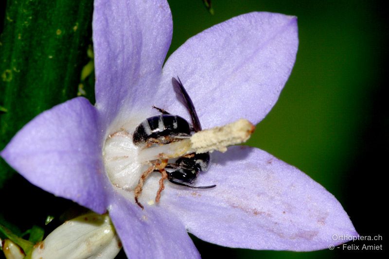 Lasioglossum costulatum - HR, Istrien, Račja Vas, Dol, 24.07.2015