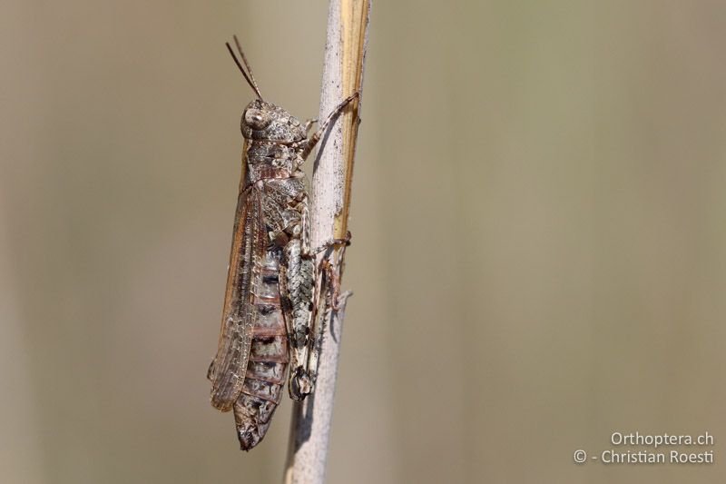 Epacromius coerulipes ♀ - AT, Burgenland, Oggau am Neusiedlersee, 15.09.2016