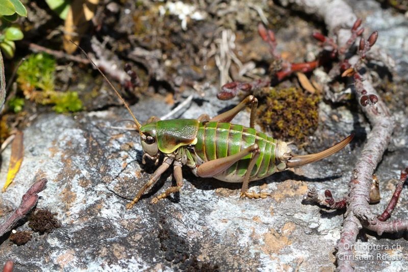 Anonconotus italoaustriacus ♀ - AT, Kärnten, Grossglockner Nationalpark, Heiligenblut, 21.09.2016