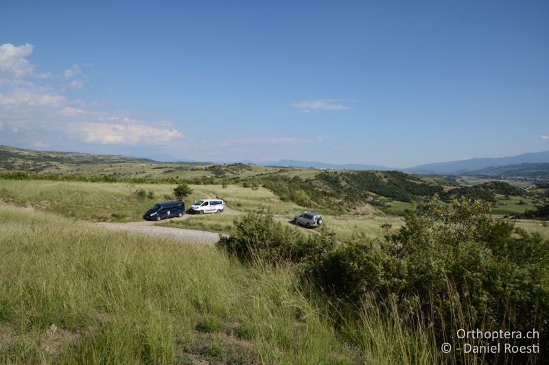 Lebensraum von Acrida ungarica, Saga natoliae, Bucephaloptera bucephala - BG, Blagoewgrad, Ploski, 14.07.2018