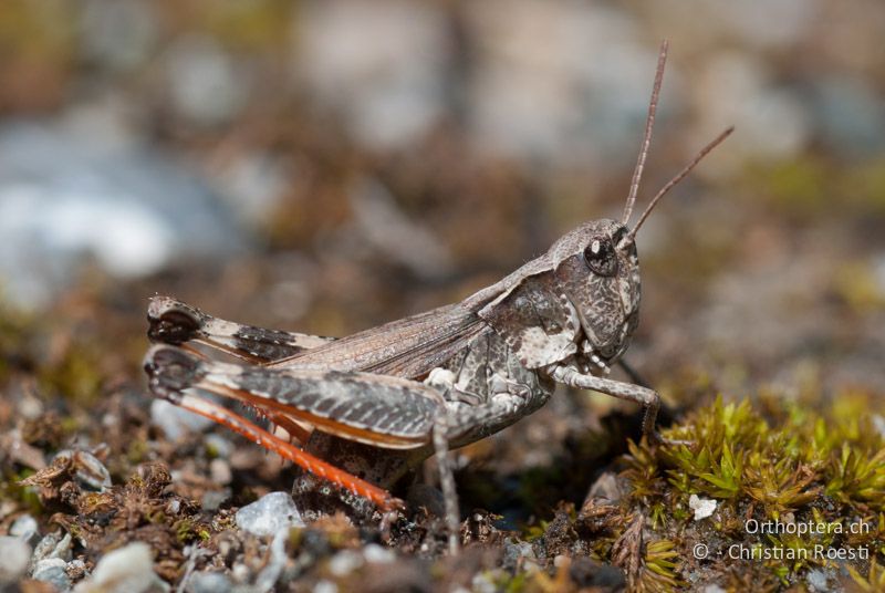 Chorthippus pullus ♀ bei der Eiablage - CH, GR, San Nicla, 03.08.2008