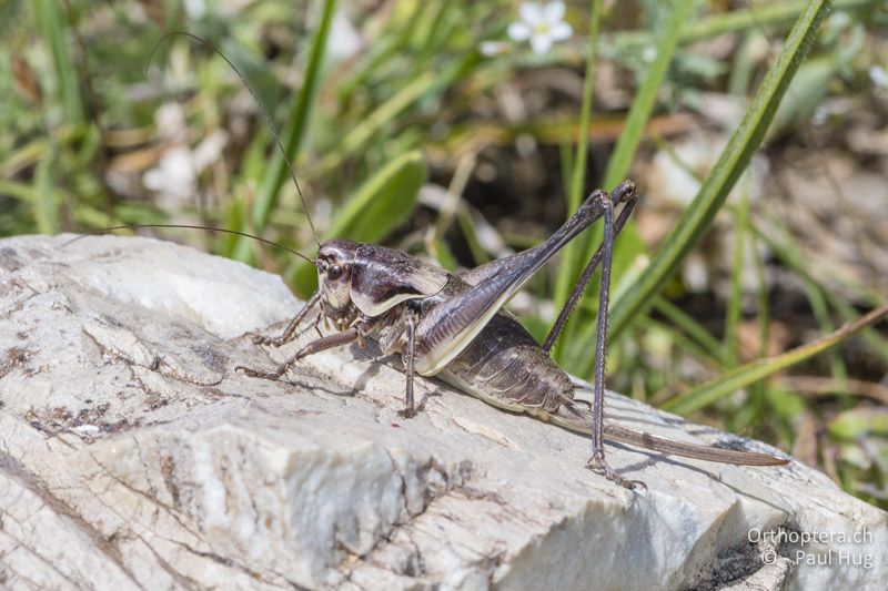 Pholidoptera macedonica ♀ - GR, Ostmakedonien, Mt. Pangeon, 06.07.2017