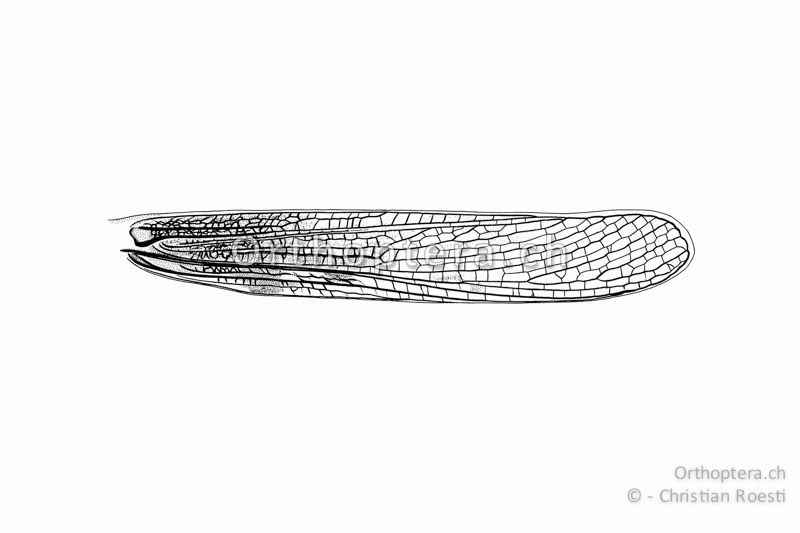 Linker Vorderflügel von Epacromius tergestinus ponticus. Der Flügel ist im Gegensatz zu demjenigen der Aiolopus-Arten einfarbig und nicht gebändert.