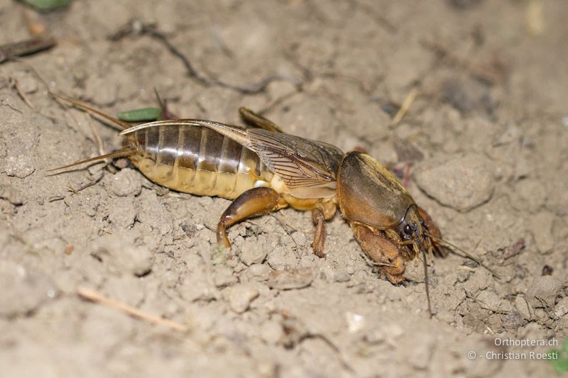 Weibchen der Maulwurfsgrille Gryllotalpa cf. gryllotalpa. Srebarna (Silistra) an der Donau, 12.05.2012