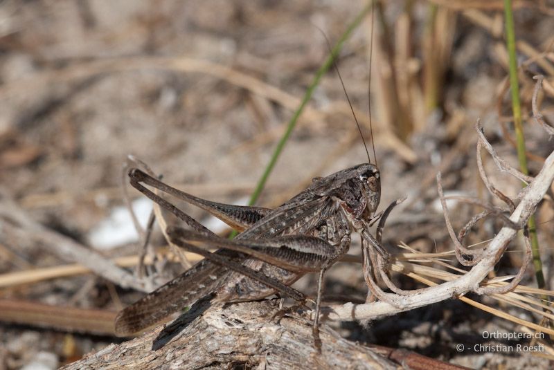 Platycleis sabulosa, Männnchen