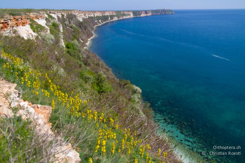 Steilküste am Kap Kaliakra. Hier leben Nonnensteinschmätzer und ab Anfang Mai Kappenammern. Balgarevo, 27.04.2012