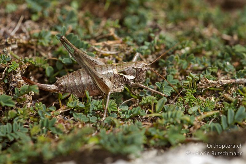 Antaxius difformis ♀ - CH, TI, Mt. Generoso, 15.09.2012