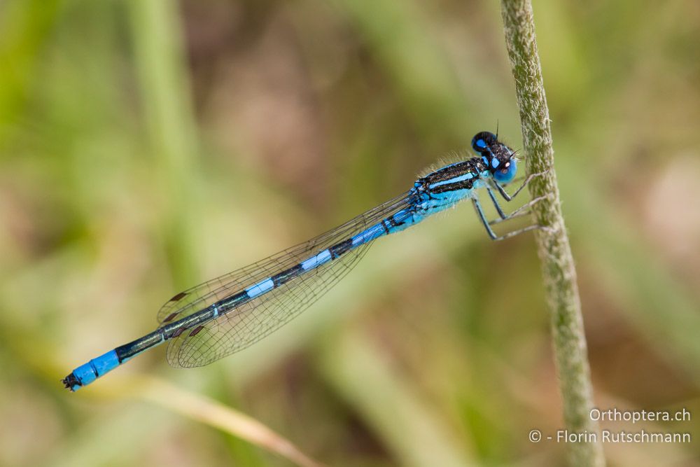 Gabel-Azurjungfer (Coenagrion scitulum) ♂ - HR, Istrien, Račja Vas, 10.06.2014