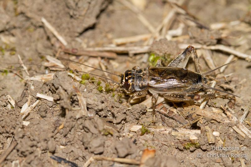 Modicogryllus bordigalensis ♂ - IT, Friaul-Julisch Venetien, Pertegada, 27.05.2014