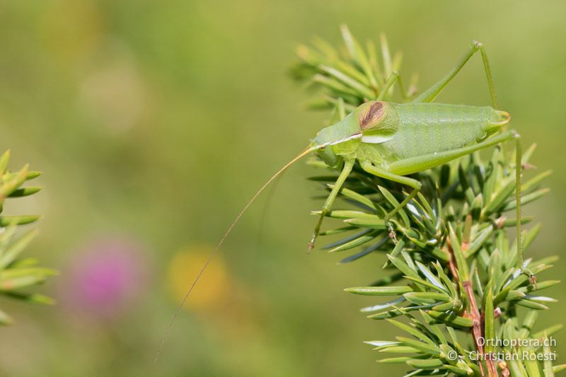 Isophya leonorae ♂ - BG, Blagoewgrad, Bergwiese bei Pass nach Pirin, 12.07.2018