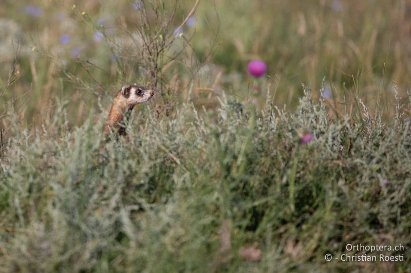 Steppeniltis (Mustela eversmanii)