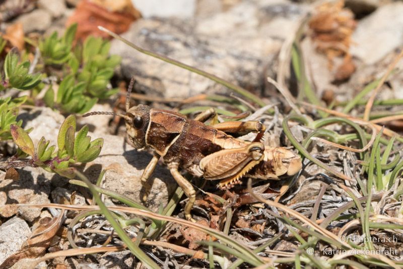 Paranocaracris bulgaricus ♂ - GR, Ostmakedonien, Mt. Pangeon, 06.07.2017