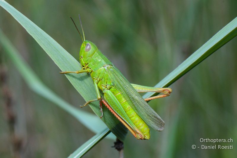 Chorthippus jucundus ♀ - FR, La Grande Motte - 10.07.2014