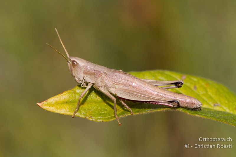 Chrysochraon dispar ♀ - CH, VD, Cudrefin, 06.09.2013