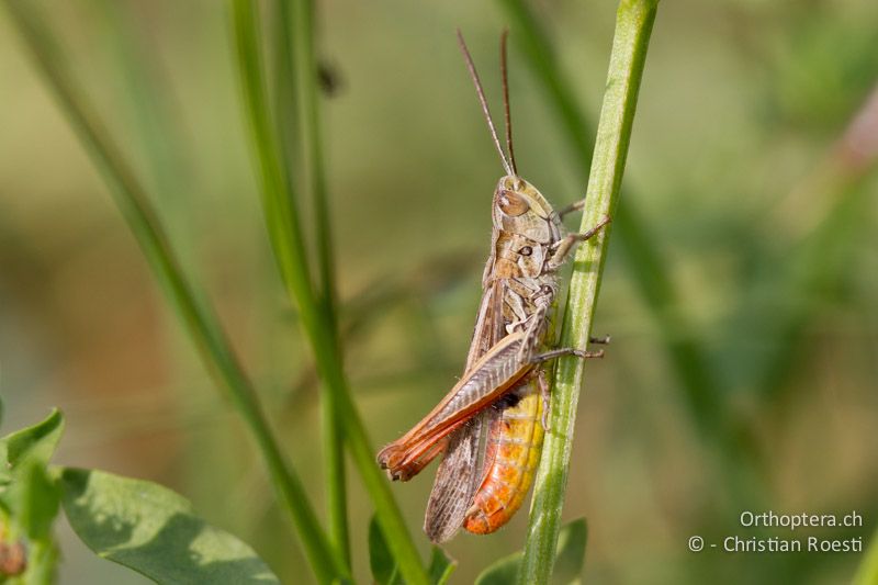 Chorthippus mollis ♂ - CH, VD, Chamblon, 06.09.2013