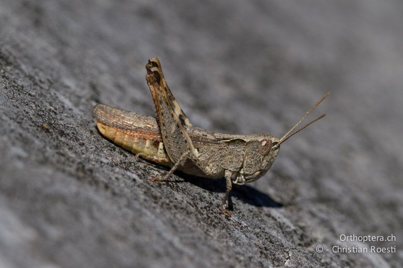 Chorthippus vagans ♀ - CH, VS, Leuk, 20.08.2013