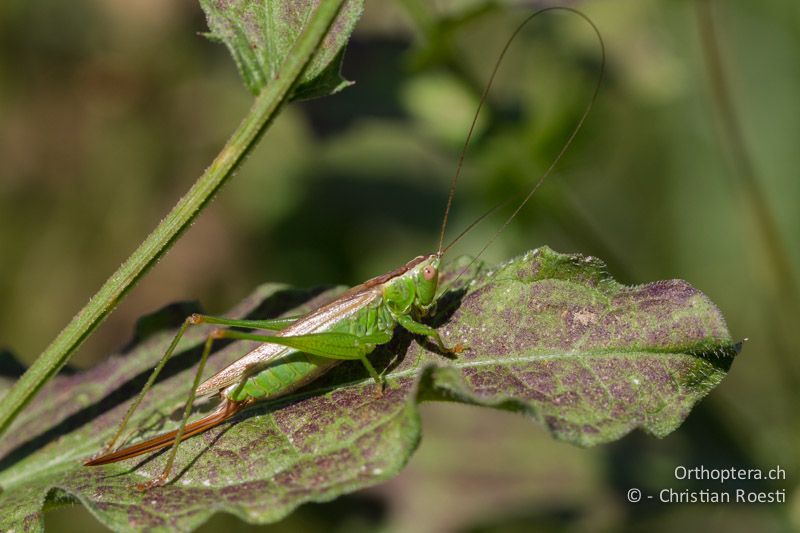 Conocephalus fuscus ♀ - CH, TI, Coldrerio, 03.09.2013