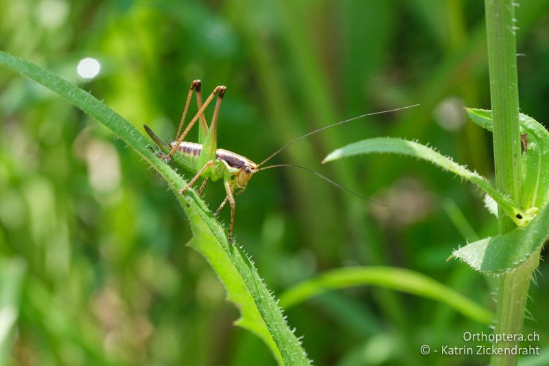 Weibliche Nymphe von Pachytrachis gracilis