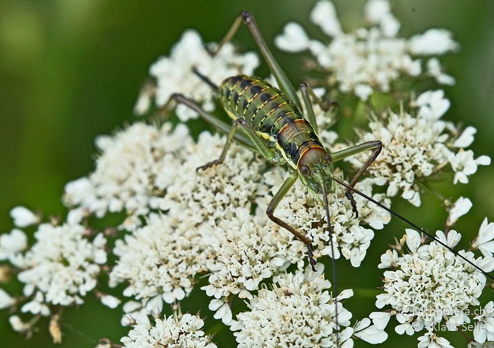 Balkan-Sattelschrecke (Ephippiger discoidalis) ♀ Larve - HR, Istrien, Mutvoran, 20.06.2016