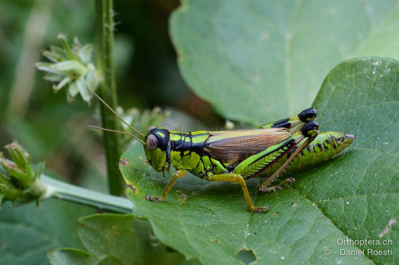 Miramella irena ♀ - HR, Istrien, Učka-Gebirge, 20.07.2015