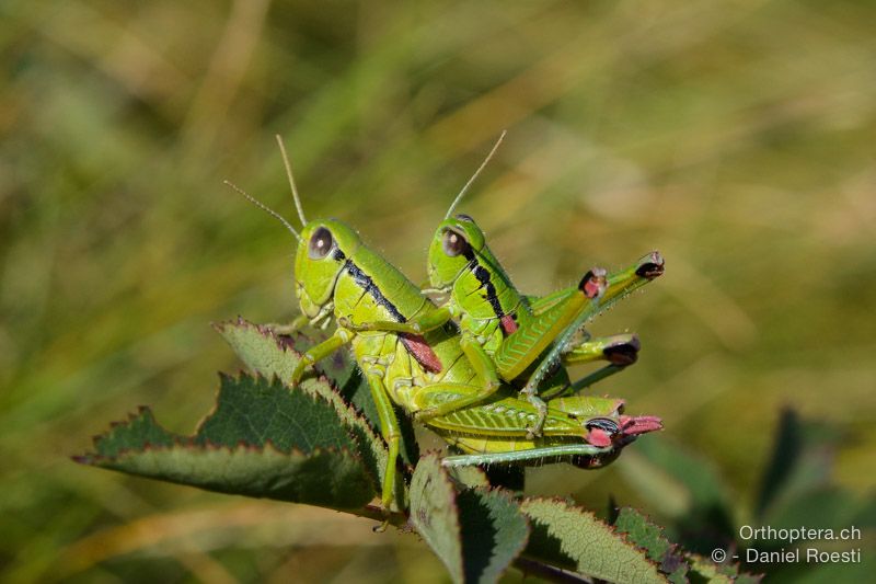 Odontopdisma fallax, Paarung - HR, Istrien, Učka-Gebirge, 20.07.2015