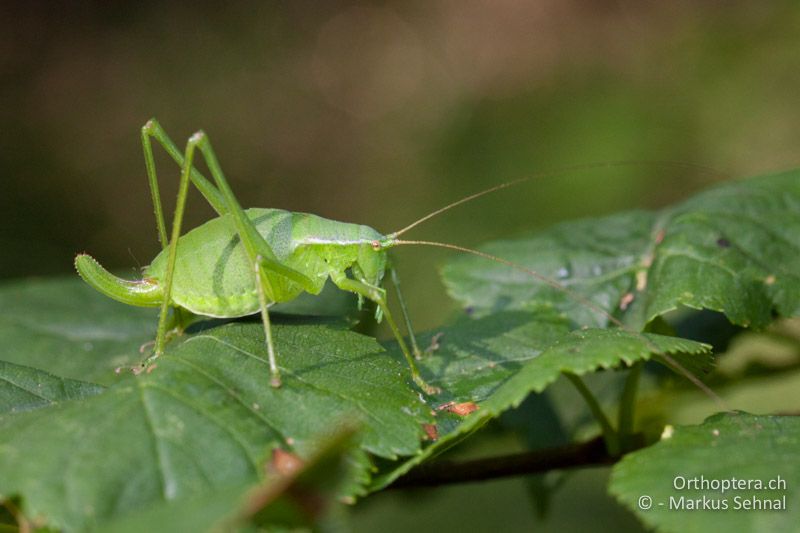 Isophya pienensis ♂ - AT, Niederösterreich, Hundsheimer Berg, 10.06.2017