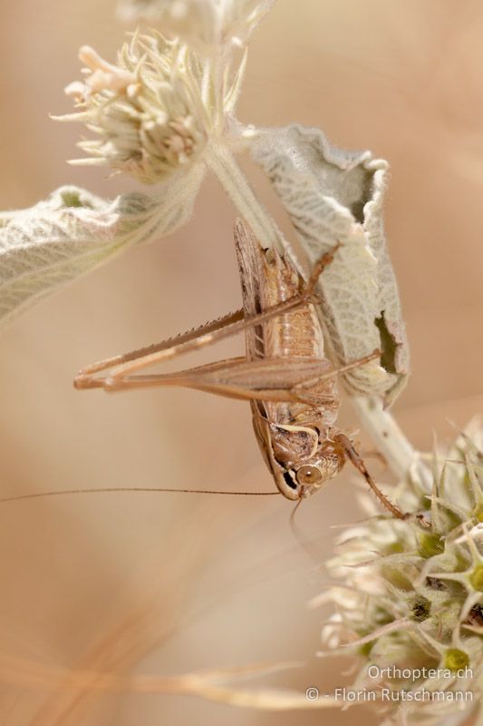 Tessellana tessellata ♂ - HR, Zadar, Starigrad-Paklenica, 17.07.2011