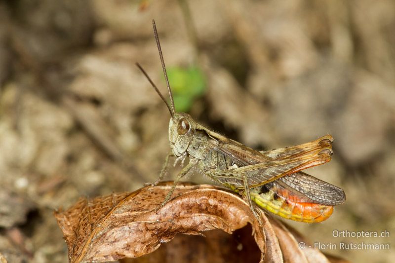 Chorthippus biguttulus ♂ - CH, AG, Obersiggenthal, 13.09.2013