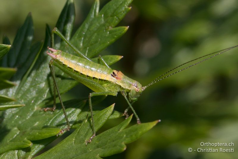 Leptophyes boscii ♂ - HR, Istrien, Brest, 25.07.2014