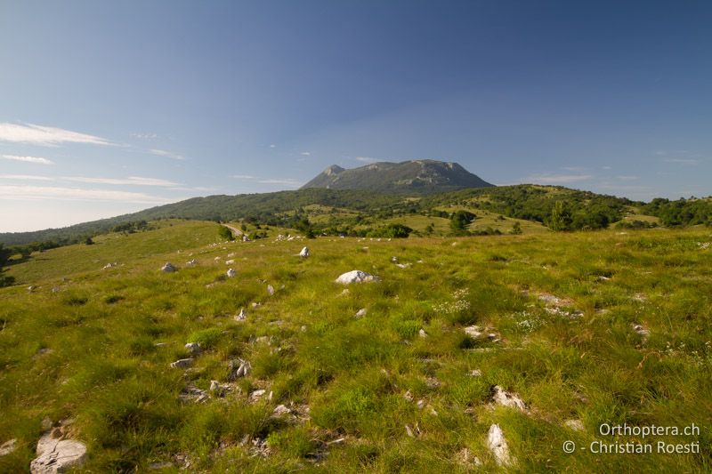 Lebensraum der Steinschrecke (Prionotropis hystrix) mit Sicht auf den Učka - HR, Primorje-gorski Kotar, Mala Učka, 22.06.2016