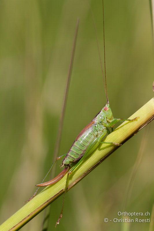 Conocephalus dorsalis ♀ - CH, VD, Cudrefin, 25.08.2011