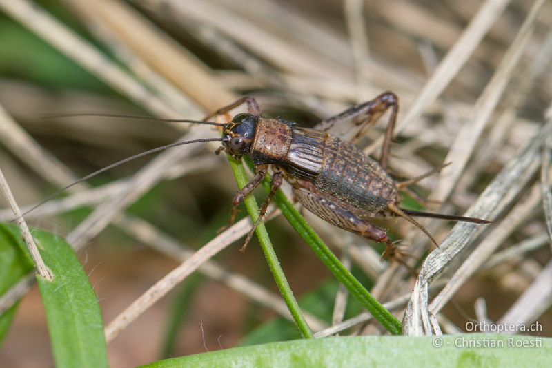 Nemobius sylvestris ♀ - CH, TG, Immenberg, 25.08.2012