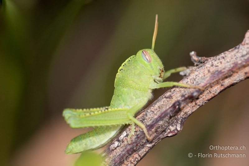 Larve von Anacridium aegyptium - HR, Zadarska, Starigrad, 17.07.2010