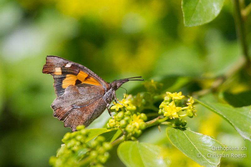 Zürgelbaum-Schnauzenfalter (Libythea celtis) - HR, Istrien, Galižana, 04.06.2014