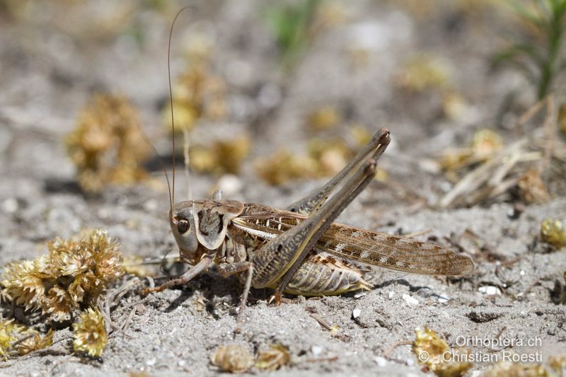 Decticus albifrons ♂ - FR, Bouches-du-Rhône, Port-Saint-Louis-du-Rhône, 09.07.2014