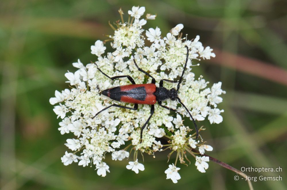 Stictoleptura cordigera - HR, Istrien, Svetvinčenat, 19.06.2016