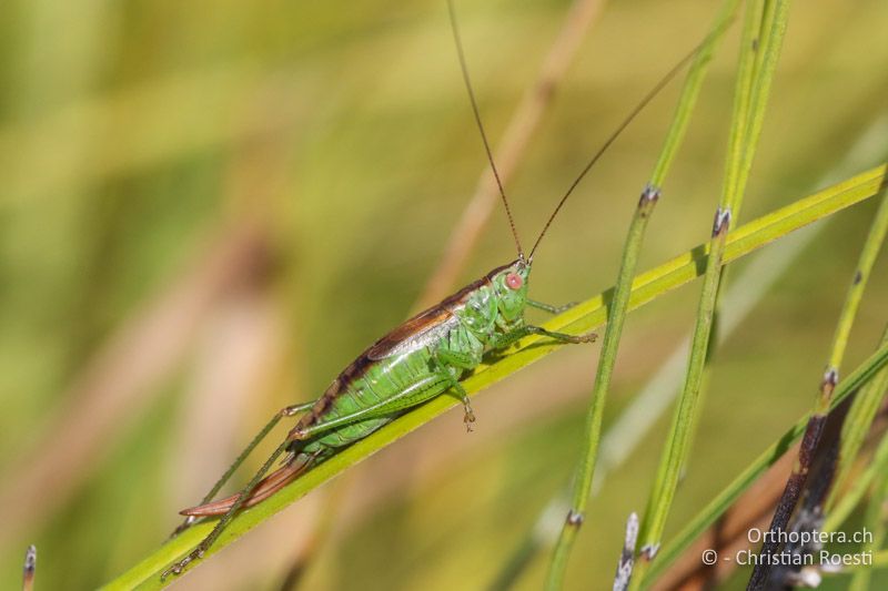 Conocephalus dorsalis ♀ - CH, Schwyz, Südufer Sihlsee, 09.09.2016