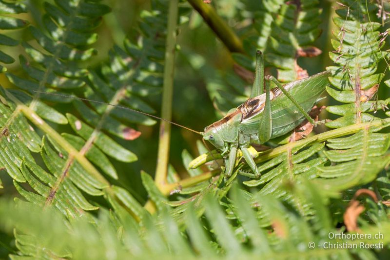 ♂ von Tettigonia balcanica verzehrt ein ♂ von Euthystira brachyptera - BG, Blagoevgrad, Waldlichtung vor Raslog bei Bansko, 14.07.2018