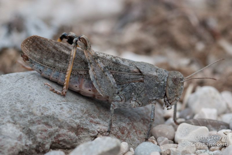 Bryodemella tuberculata ♀ - DE, Bayern, Vorderriss, 03.08.2008